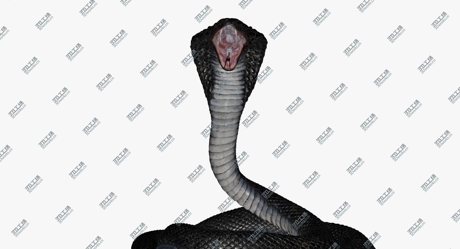 images/goods_img/202104022/Cobra Snake Rigged 3D/5.jpg